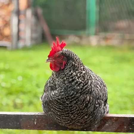 Kozia شقة برينا