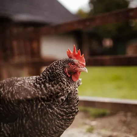 Kozia *