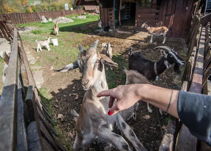 Apartment Kozia Brenna