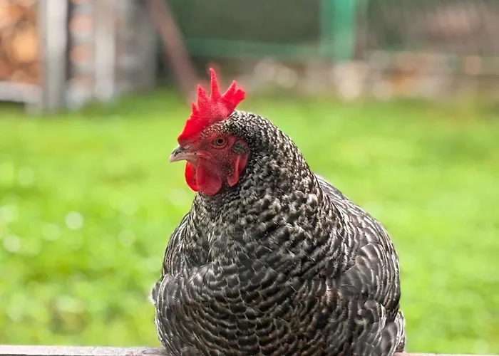 Kozia شقة برينا